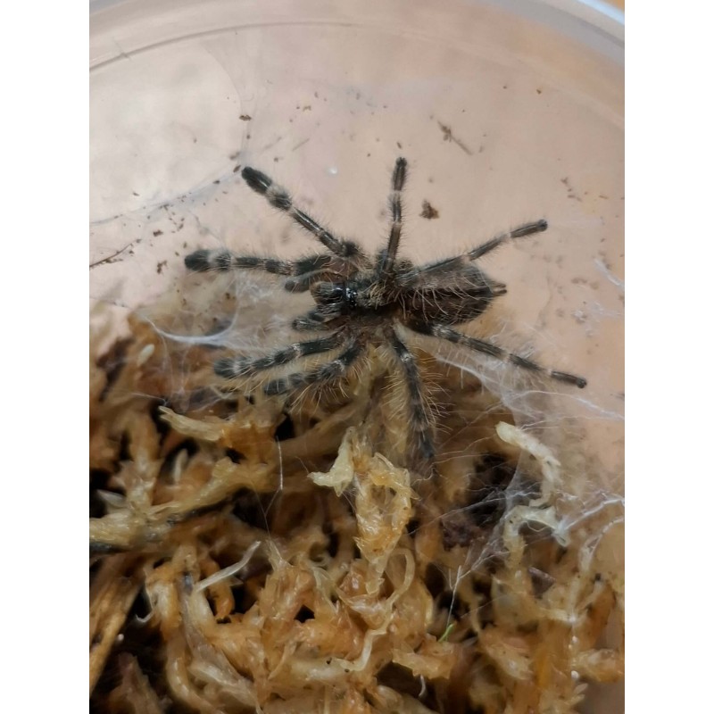 Poecilotheria subfusca lowland L3 | Zwierzęta | Vantis Terra Poecilotheria subfusca lowland L3 | Zwierzęta | Vantis Terra