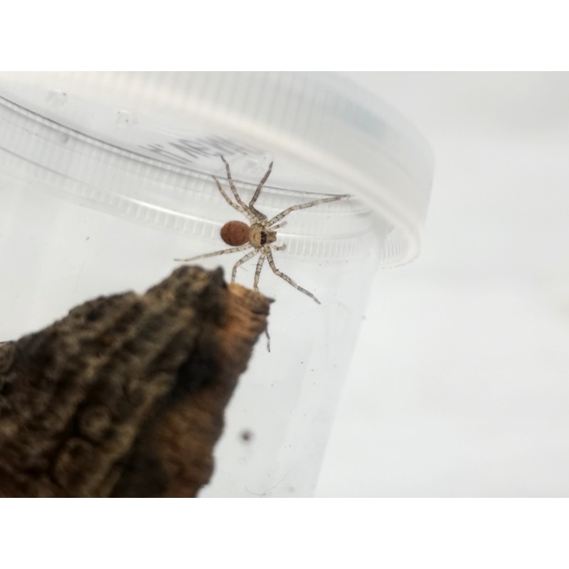 Heteropoda venatoria - samiec adult | Pająki Właściwe | Vantis Terra Heteropoda venatoria - samiec adult | Pająki Właściwe | Vantis Terra