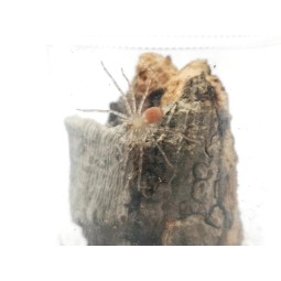 Heteropoda venatoria - samiec adult | Pająki Właściwe | Vantis Terra