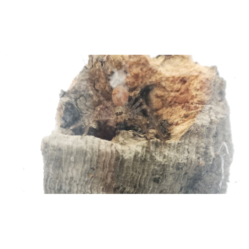 Heteropoda venatoria - samiec adult | Pająki Właściwe | Vantis Terra Heteropoda venatoria - samiec adult | Pająki Właściwe | Vantis Terra