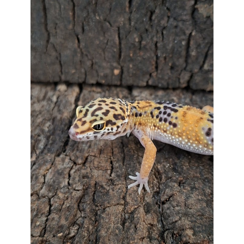 Eublefar lamparci / Gekon Lamparci (Eublepharis macularius) - Black Night het Bell Albino Eclipse  - ns nr.20 | Jaszczurki | Vantis Terra
