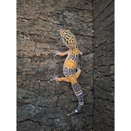 Eublefar lamparci / Gekon Lamparci (Eublepharis macularius) - Black Night het Bell Albino Eclipse - ns nr.20