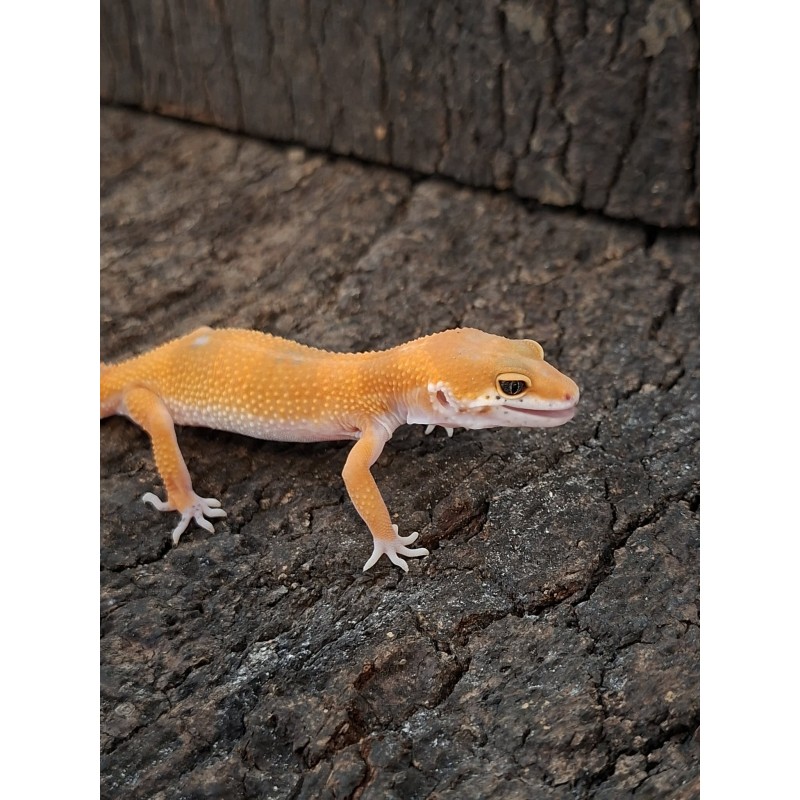 Eublefar lamparci / Gekon Lamparci (Eublepharis macularius) - Tangerine poss Red Diamond - ns nr.21 | Jaszczurki | Vantis Terra Eublefar lamparci / Gekon Lamparci (Eublepharis macularius) - Tangerine poss Red Diamond - ns nr.21 | Jaszczurki | Vantis Terra