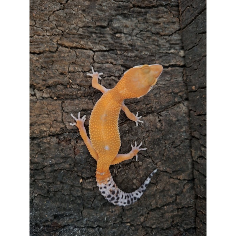 Eublefar lamparci / Gekon Lamparci (Eublepharis macularius) - Tangerine poss Red Diamond - ns nr.21 | Jaszczurki | Vantis Terra Eublefar lamparci / Gekon Lamparci (Eublepharis macularius) - Tangerine poss Red Diamond - ns nr.21 | Jaszczurki | Vantis Terra