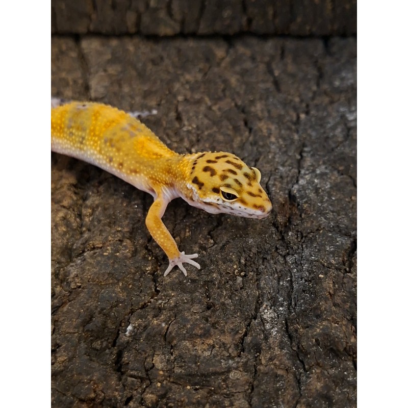 Eublefar lamparci / Gekon Lamparci (Eublepharis macularius) - Classic - nr23 | Jaszczurki | Vantis Terra Eublefar lamparci / Gekon Lamparci (Eublepharis macularius) - Classic - nr23 | Jaszczurki | Vantis Terra