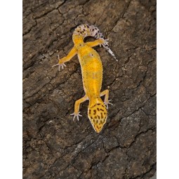 Eublefar lamparci / Gekon Lamparci (Eublepharis macularius) - Classic - nr23