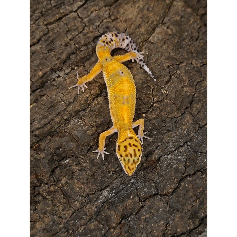 Eublefar lamparci / Gekon Lamparci (Eublepharis macularius) - Classic - nr23 | Jaszczurki | Vantis Terra Eublefar lamparci / Gekon Lamparci (Eublepharis macularius) - Classic - nr23 | Jaszczurki | Vantis Terra