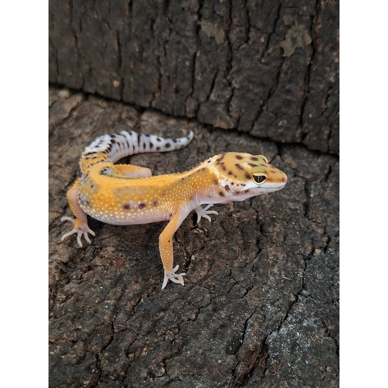 Eublefar lamparci / Gekon Lamparci (Eublepharis macularius) - Classic - ns nr.24 | Jaszczurki | Vantis Terra