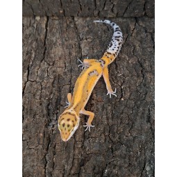 Eublefar lamparci / Gekon Lamparci (Eublepharis macularius) - Classic - ns nr.24