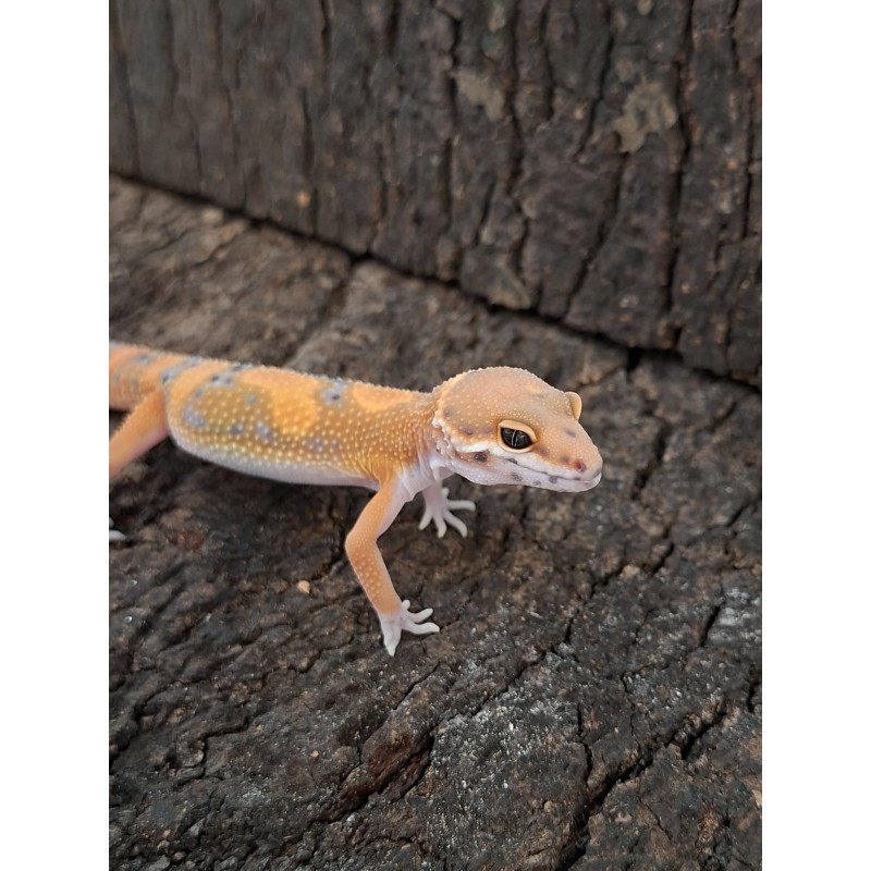 Eublefar lamparci / Gekon Lamparci (Eublepharis macularius) - Tangerine Sunglow Inferno - ns | Jaszczurki | Vantis Terra Eublefar lamparci / Gekon Lamparci (Eublepharis macularius) - Tangerine Sunglow Inferno - ns | Jaszczurki | Vantis Terra