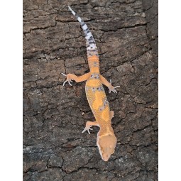 Eublefar lamparci / Gekon Lamparci (Eublepharis macularius) - Tangerine Sunglow Inferno - ns
