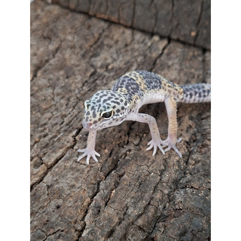 Eublefar lamparci / Gekon Lamparci (Eublepharis macularius) - Black Night Carbon cross 50% het Bell Albino Eclipse - Ns nr.26 | Jaszczurki | Vantis Terra Eublefar lamparci / Gekon Lamparci (Eublepharis macularius) - Black Night Carbon cross 50% het Bell Albino Eclipse - Ns nr.26 | Jaszczurki | Vantis Terra