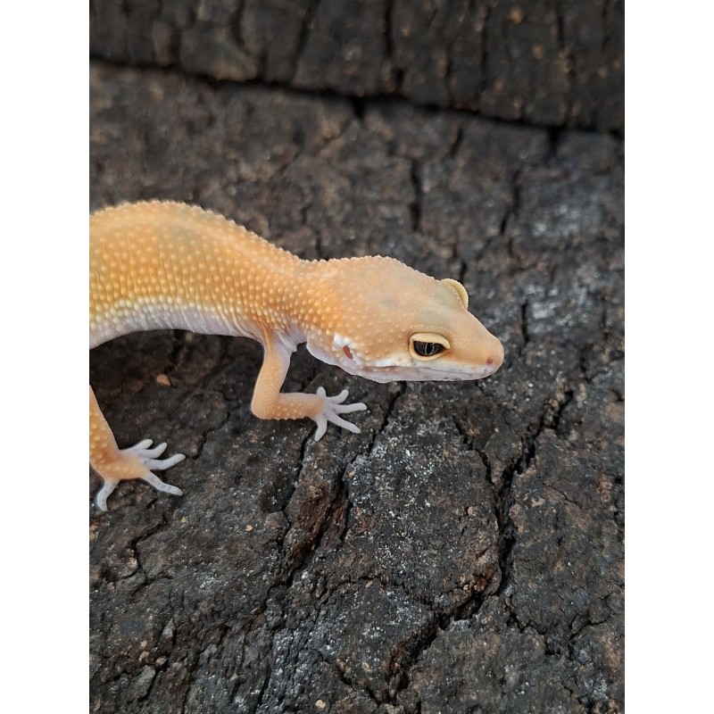Eublefar lamparci / Gekon Lamparci (Eublepharis macularius) - Green Tangerine - Ns nr.27 | Jaszczurki | Vantis Terra