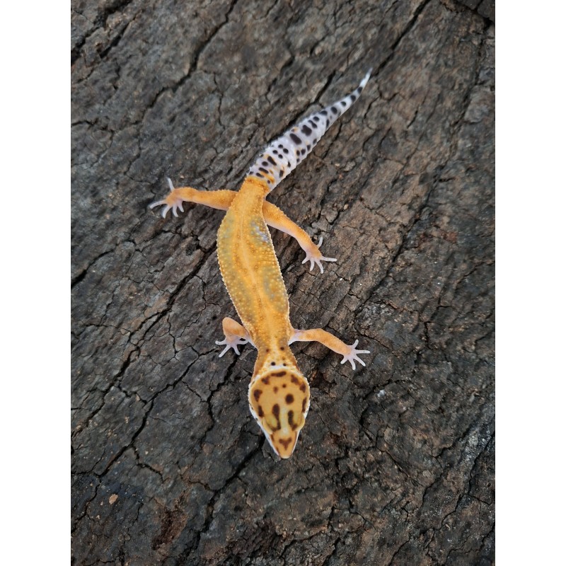 Eublefar lamparci / Gekon Lamparci (Eublepharis macularius) - Classic poss Red Diamonond - ns nr.28 | Jaszczurki | Vantis Terra Eublefar lamparci / Gekon Lamparci (Eublepharis macularius) - Classic poss Red Diamonond - ns nr.28 | Jaszczurki | Vantis Terra