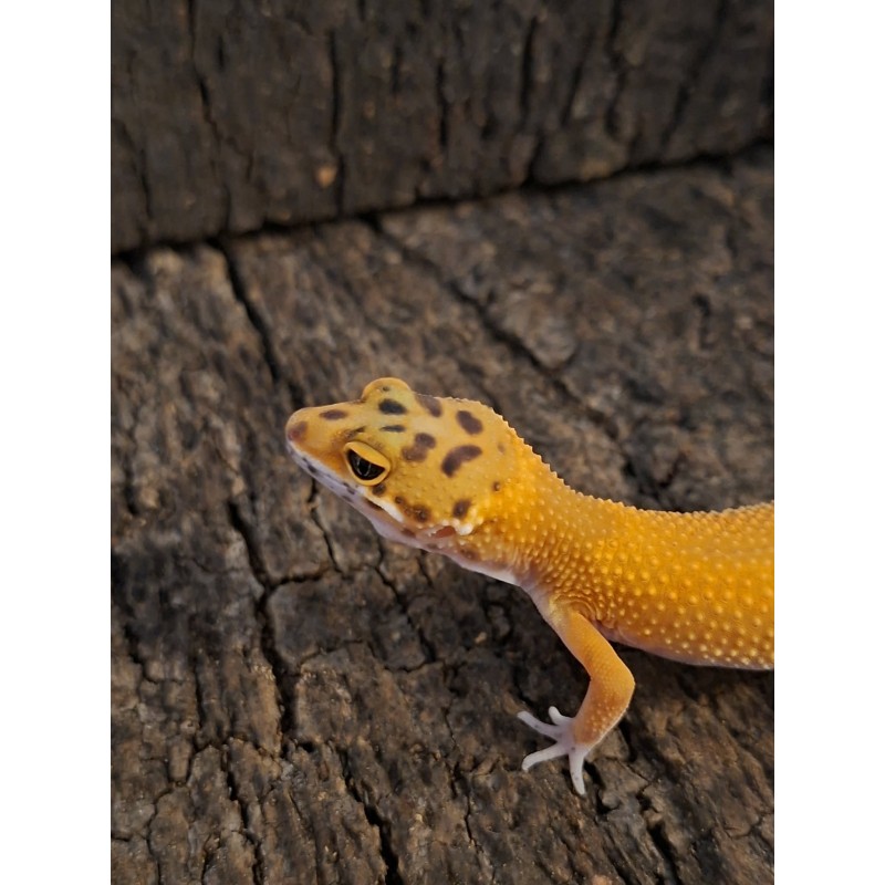 Eublefar lamparci / Gekon Lamparci (Eublepharis macularius) - Tangerine - ns nr.29 | Jaszczurki | Vantis Terra