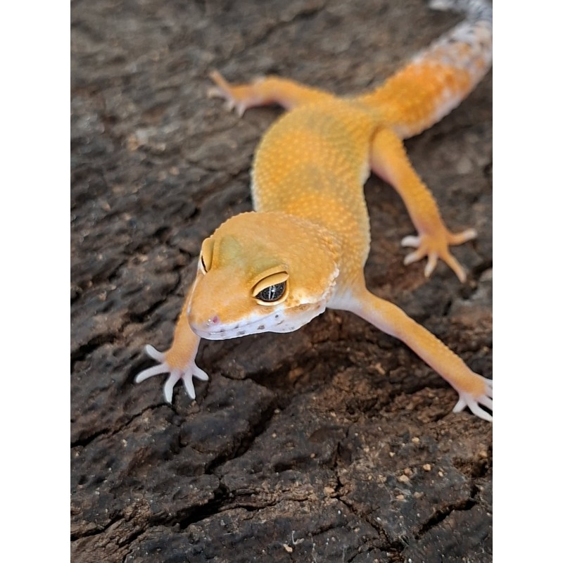 Eublefar lamparci / Gekon Lamparci (Eublepharis macularius) - Tangerine - ns nr.30 | Jaszczurki | Vantis Terra Eublefar lamparci / Gekon Lamparci (Eublepharis macularius) - Tangerine - ns nr.30 | Jaszczurki | Vantis Terra