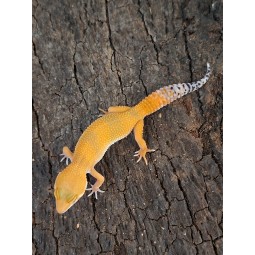 Eublefar lamparci / Gekon Lamparci (Eublepharis macularius) - Tangerine - ns nr.30