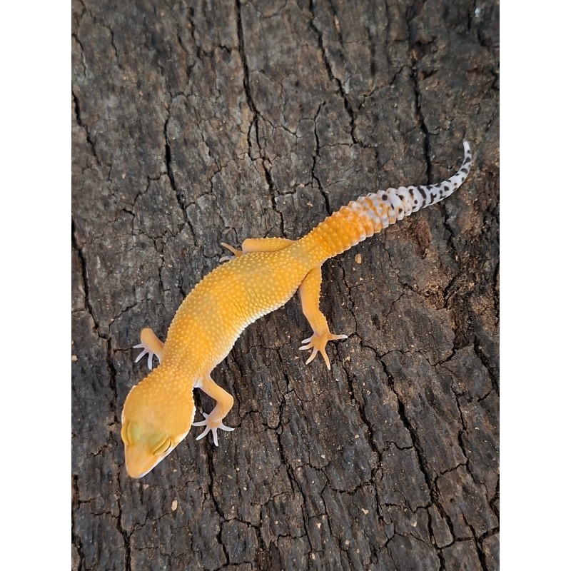 Eublefar lamparci / Gekon Lamparci (Eublepharis macularius) - Tangerine - ns nr.30 | Jaszczurki | Vantis Terra Eublefar lamparci / Gekon Lamparci (Eublepharis macularius) - Tangerine - ns nr.30 | Jaszczurki | Vantis Terra