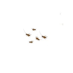 Świerszcz bananowy (Gryllus sigillatus) - wylęg (~2/3mm)