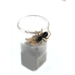 Megaphobema robustum - samica 3 DC | Ptaszniki | Vantis Terra