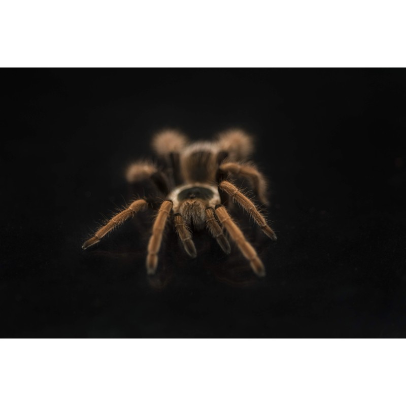 Megaphobema robustum - samica 3 DC | Ptaszniki | Vantis Terra