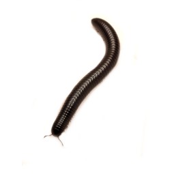 Krocion&oacute;g Doratogonus rugifrons (South African Giant Shiny Black)