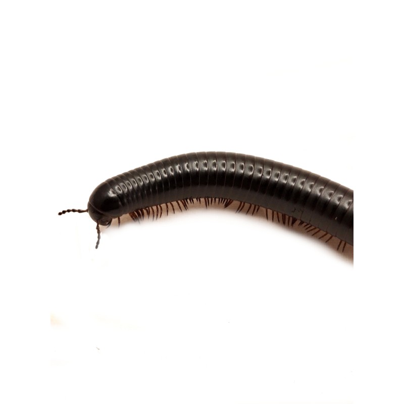 Krocionóg Doratogonus rugifrons (South African Giant Shiny Black) | Zwierzęta | Vantis Terra Krocionóg Doratogonus rugifrons (South African Giant Shiny Black) | Zwierzęta | Vantis Terra