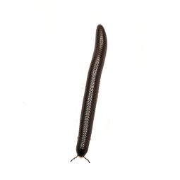 Krocion&oacute;g Doratogonus rugifrons (South African Giant Shiny Black) | Zwierzęta | Vantis Terra