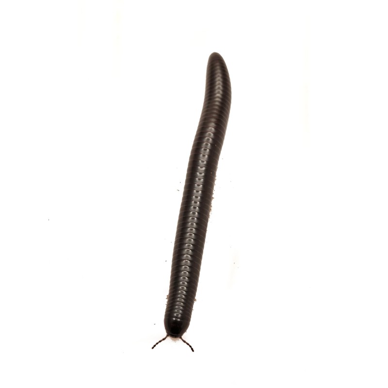 Krocionóg Doratogonus rugifrons (South African Giant Shiny Black) | Zwierzęta | Vantis Terra Krocionóg Doratogonus rugifrons (South African Giant Shiny Black) | Zwierzęta | Vantis Terra