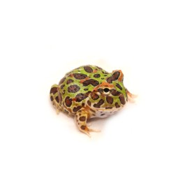 Rogatka ozdobna (Ceratophrys ornata) - classic