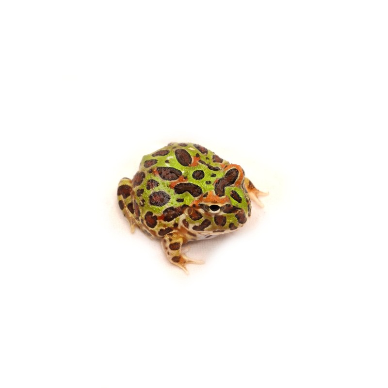 Rogatka ozdobna (Ceratophrys ornata) - classic | Zwierzęta | Vantis Terra Rogatka ozdobna (Ceratophrys ornata) - classic | Zwierzęta | Vantis Terra