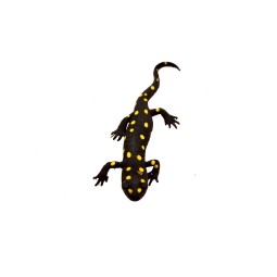 Traszka (Neurergus strauchii strauchii)