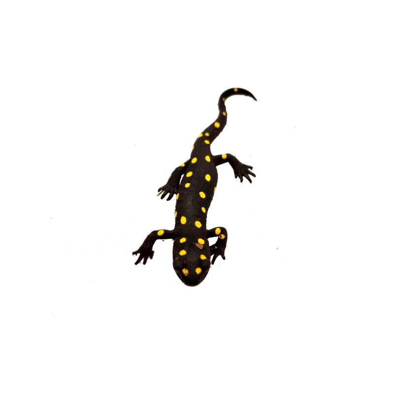 Traszka (Neurergus strauchii strauchii) | Zwierzęta | Vantis Terra Traszka (Neurergus strauchii strauchii) | Zwierzęta | Vantis Terra