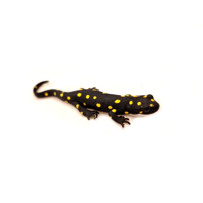 Traszka (Neurergus strauchii strauchii) | Zwierzęta | Vantis Terra Traszka (Neurergus strauchii strauchii) | Zwierzęta | Vantis Terra