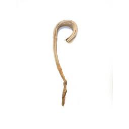 Liana bananowca bielona 60-80 cm