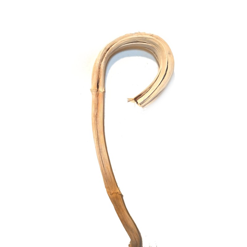 Liana bananowca bielona 60-80 cm | Liany | Vantis Terra Liana bananowca bielona 60-80 cm | Liany | Vantis Terra