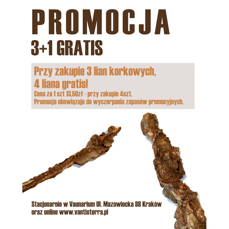 Naturalna liana korkowa 50cm | Liany | Vantis Terra