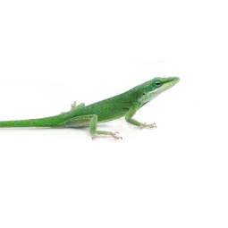 Anolis zielony (Anolis carolinensis) Samiec | Jaszczurki | Vantis Terra