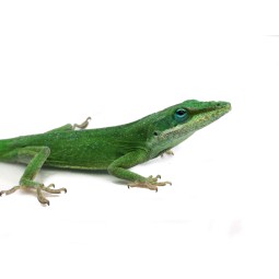 Anolis zielony (Anolis carolinensis) Samiec | Jaszczurki | Vantis Terra