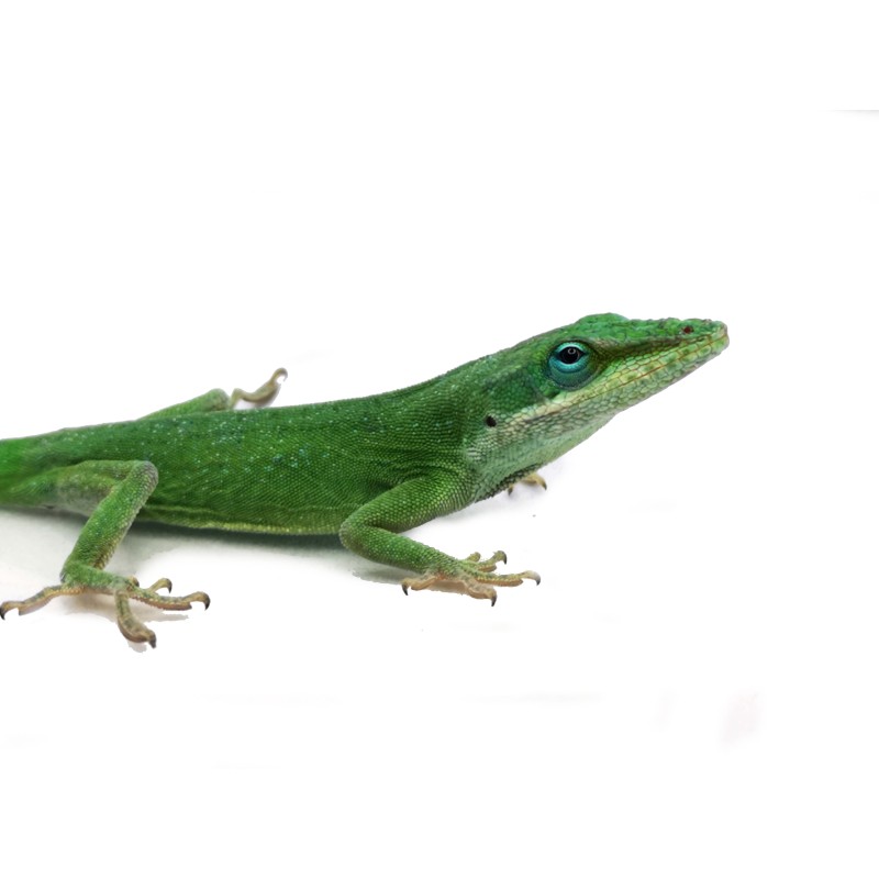 Anolis zielony (Anolis carolinensis) Samiec | Jaszczurki | Vantis Terra