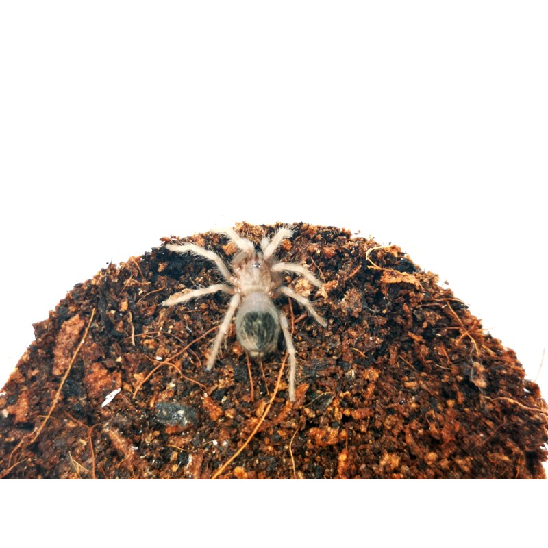 Lasiocyano sazimai ex. Pterinopelma sazimai - 3DC - Samica | Ptaszniki | Vantis Terra