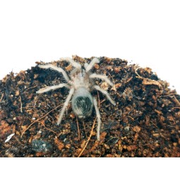 Lasiocyano sazimai ex. Pterinopelma sazimai - 2 DC - Samica | Ptaszniki | Vantis Terra