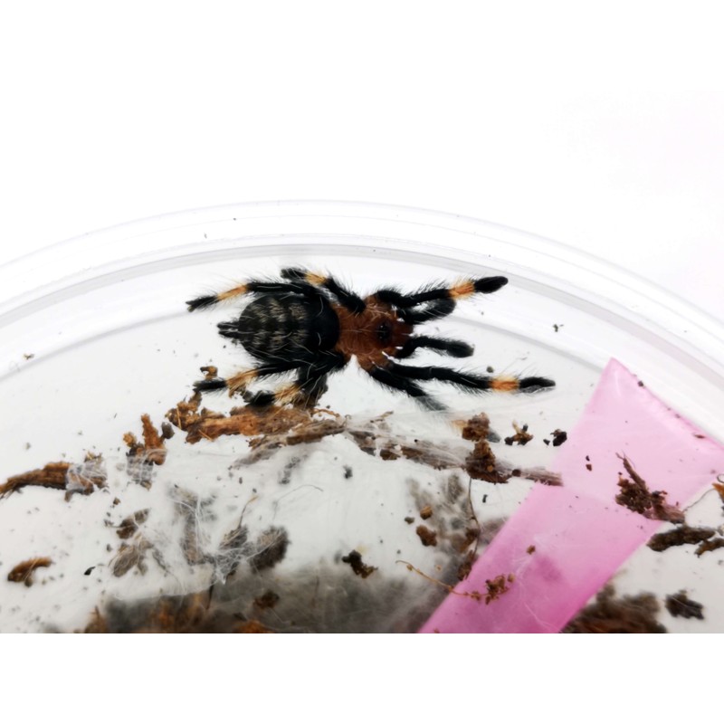Psalmopoeus irminia L3 | Ptaszniki | Vantis Terra Psalmopoeus irminia L3 | Ptaszniki | Vantis Terra