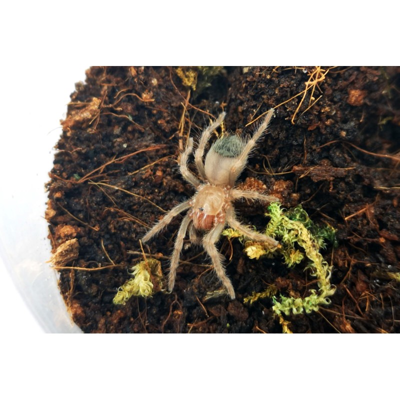 Brachypelma hamorii L2/3 | Pajęczaki | Vantis Terra