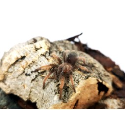 Brachypelma emilia L1 | Ptaszniki | Vantis Terra