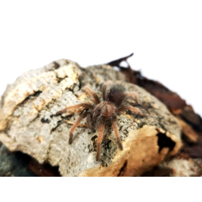 Brachypelma emilia 1,5 DC - Samica | Ptaszniki | Vantis Terra
