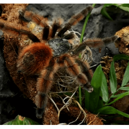 Caribena versicolor - samica 3 DC | Ptaszniki | Vantis Terra