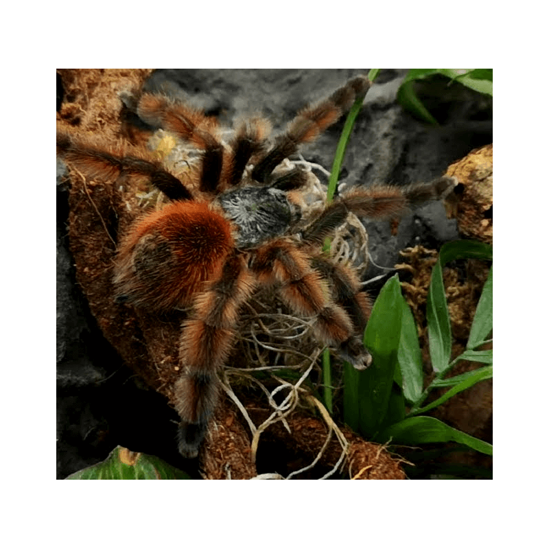 Caribena versicolor L2 | Ptaszniki | Vantis Terra