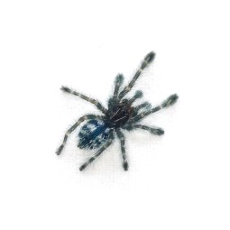 Ptaszniki | Vantis Terra