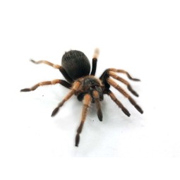Brachypelma hamorii L2/3